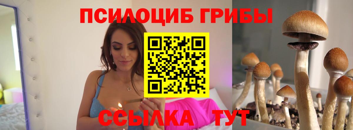 Избербаш  Псилоцибиновые грибы мицелий  наркота  Вход с VPN  Псилоцибиновые грибы Psilocybe 